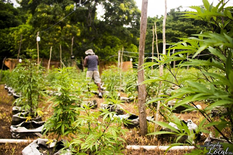 The actual hillside grow at Wabba’s Weed Adventure