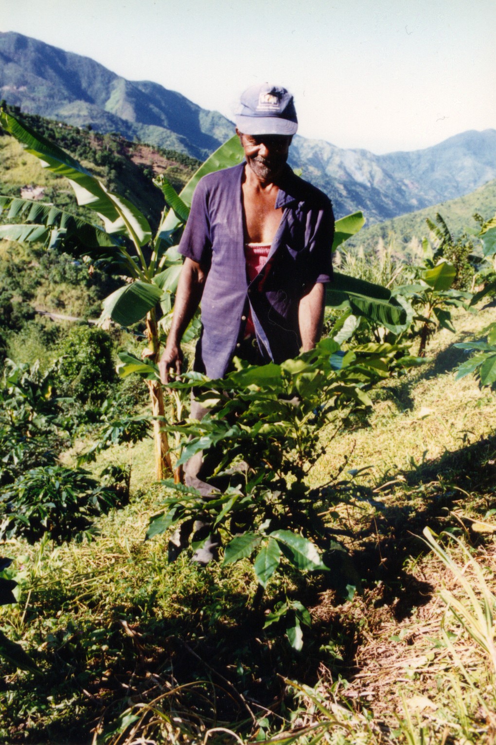 Coffee farmer working in Jamaica's Blue Mountains