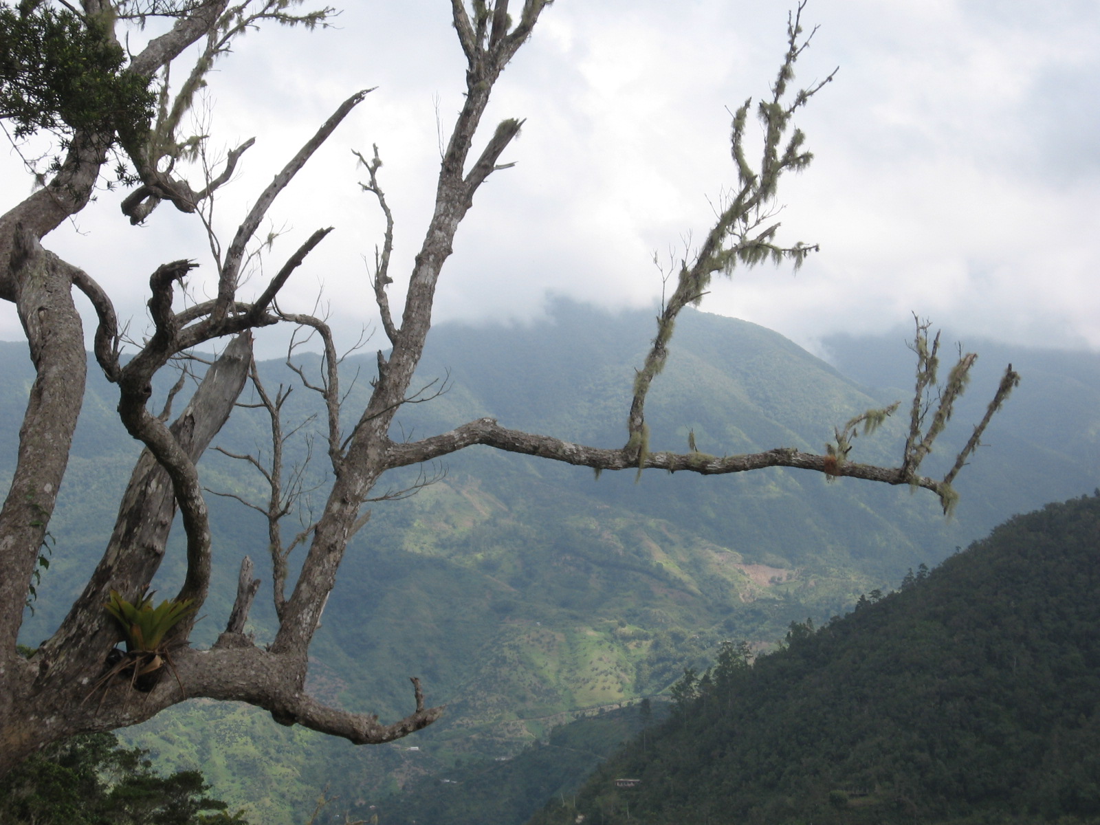 Green ridges of Jamaica's Blue Mountains near Kingston