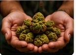 Jamaica ganja culture