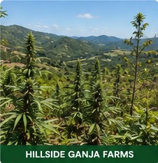 Hillside ganja farm in Jamaica