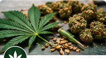 Jamaican ganja