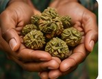 Jamaica herb house