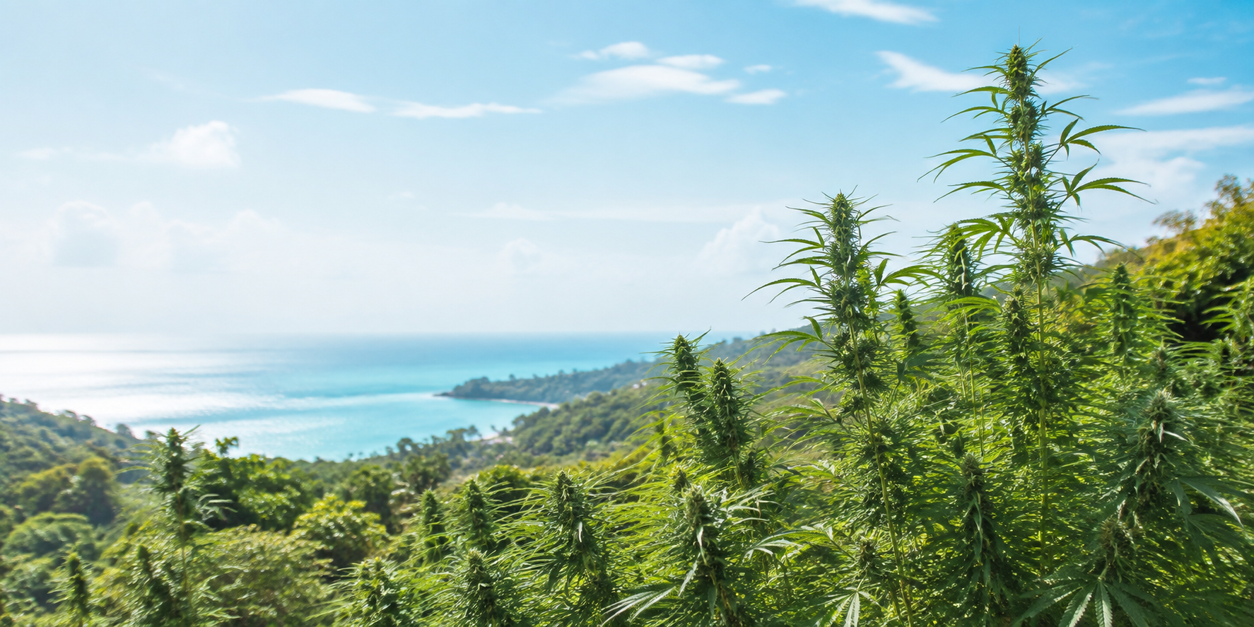 Jamaican cannabis growing above a bright tropical coastline