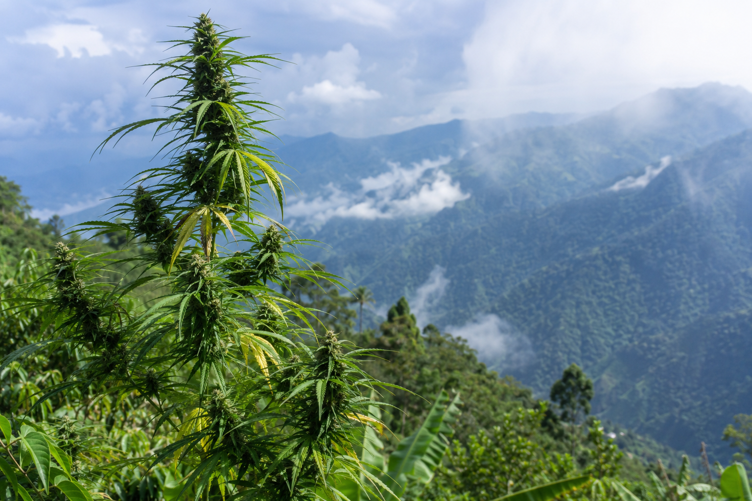 Cannabis cultivation in Jamaica’s mountains