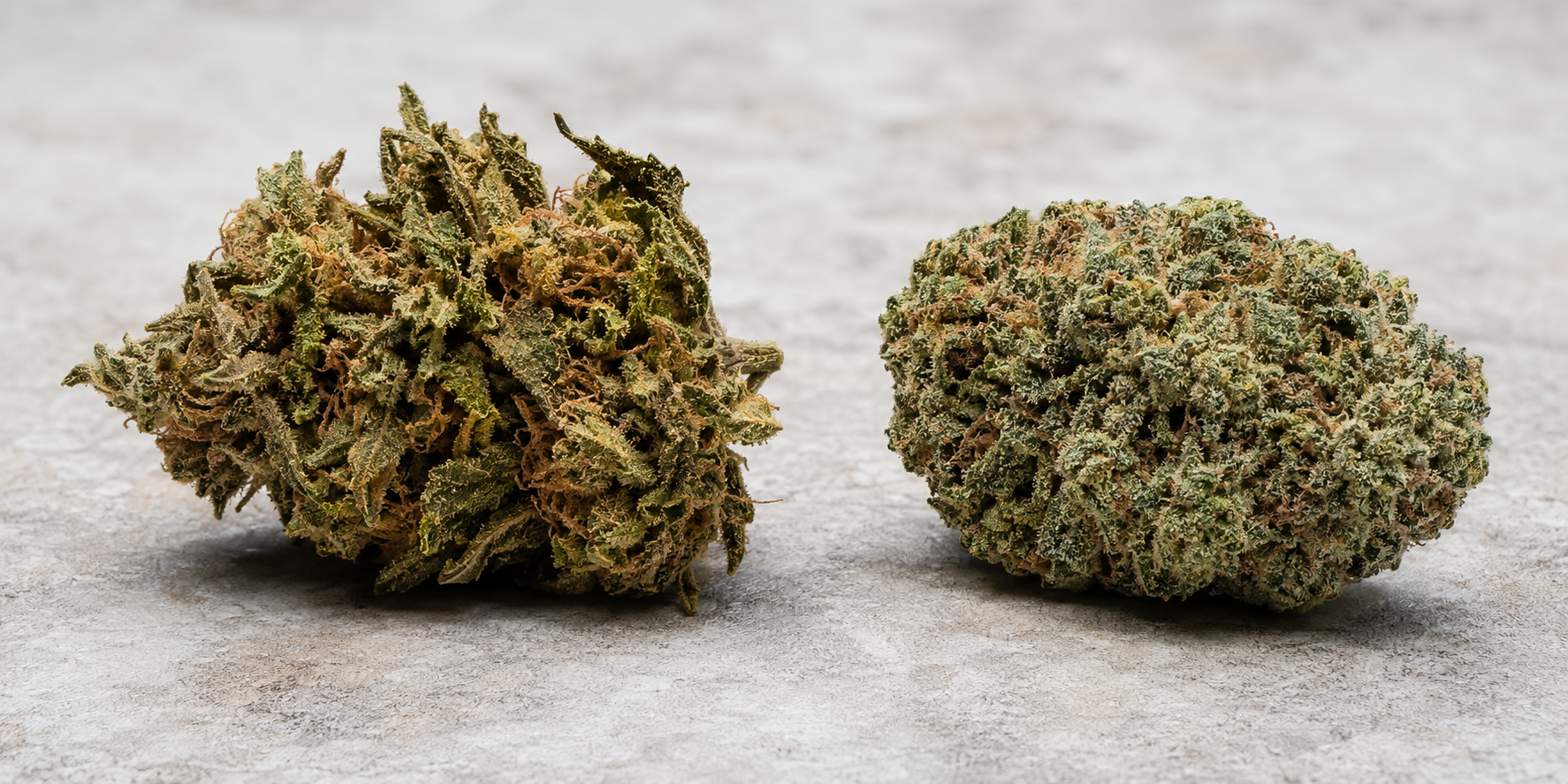Comparison of cannabis flower appearance