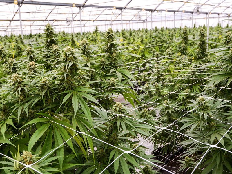 ganjavacations jamaica