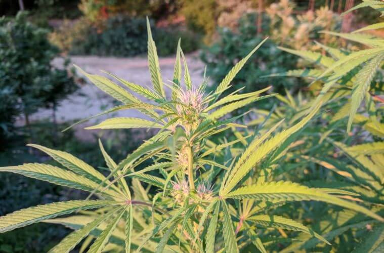 ganjavacations jamaica