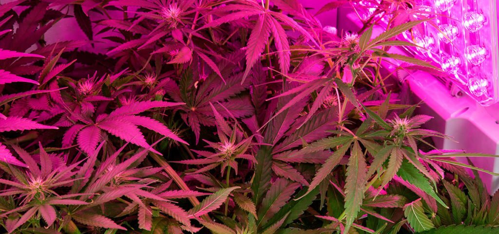 ganjavacations jamaica