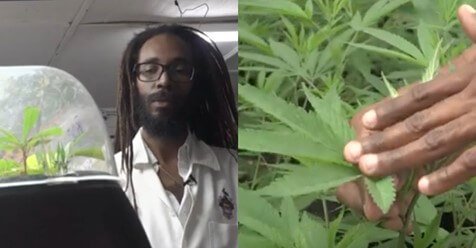 ganjavacations jamaica