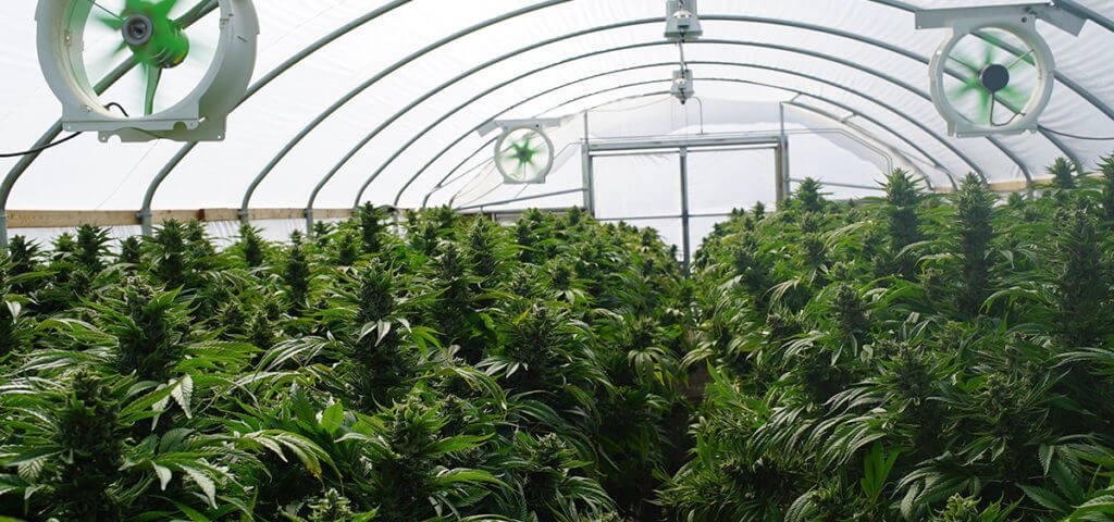 ganjavacations jamaica