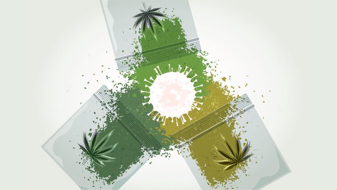 ganjavacations jamaica