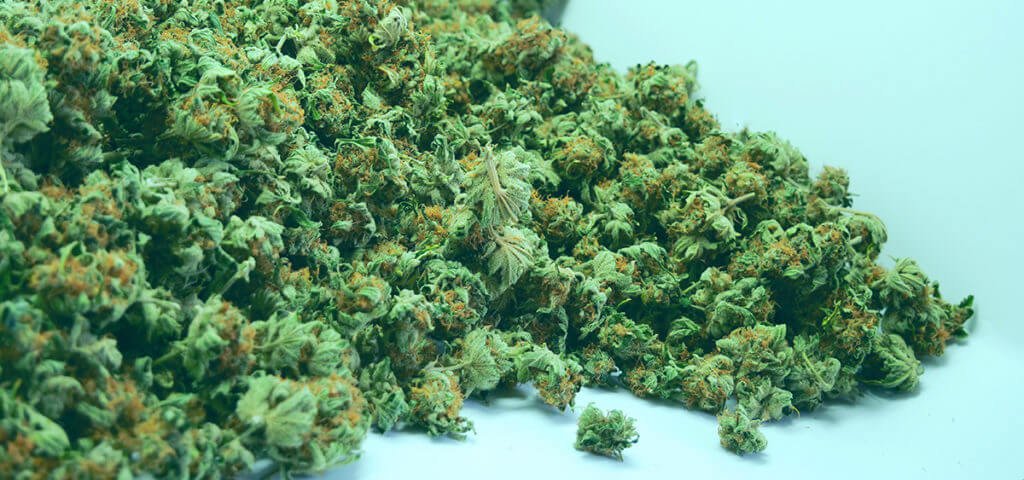 ganjavacations jamaica