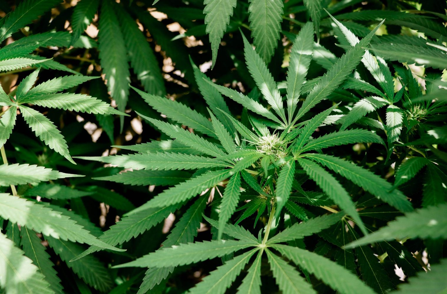 ganjavacations jamaica