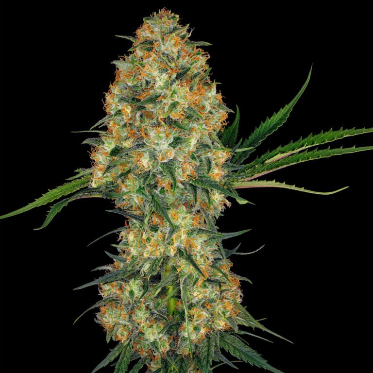 ganjavacations jamaica