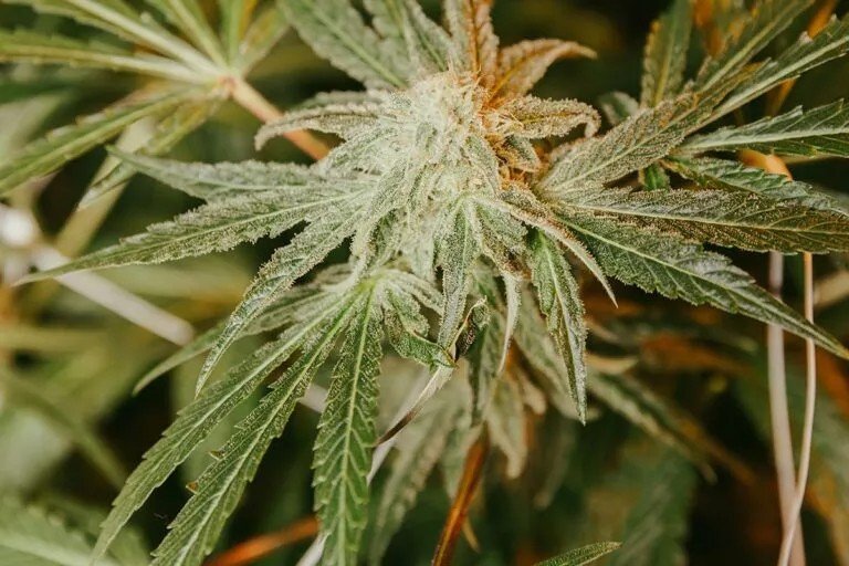 ganjavacations jamaica
