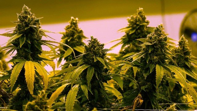 ganjavacations jamaica