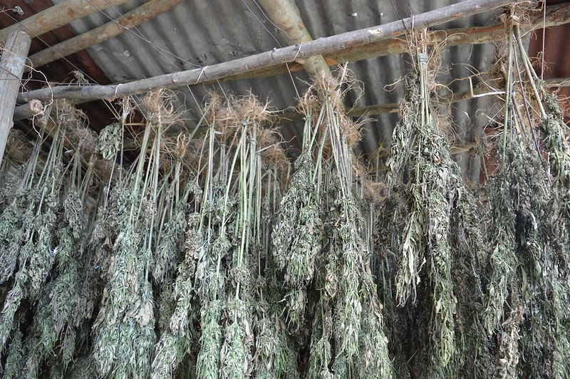 ganjavacations jamaica