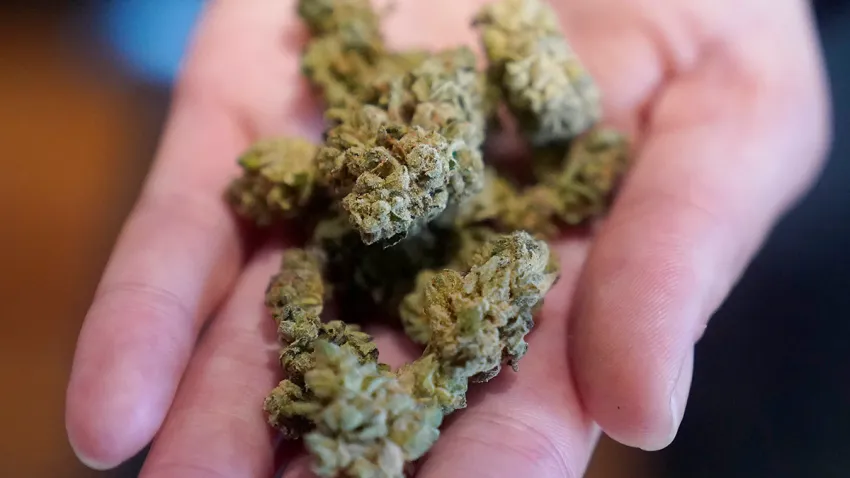 ganjavacations jamaica