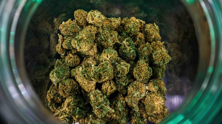 ganjavacations jamaica