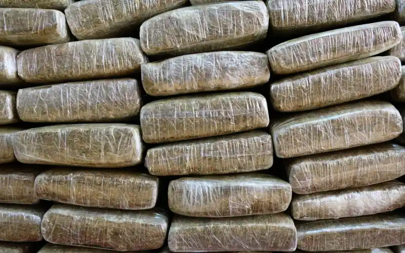 ganjavacations jamaica