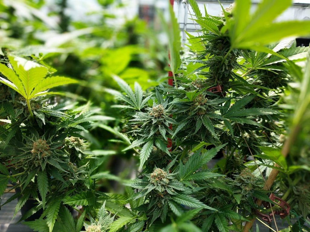ganjavacations jamaica