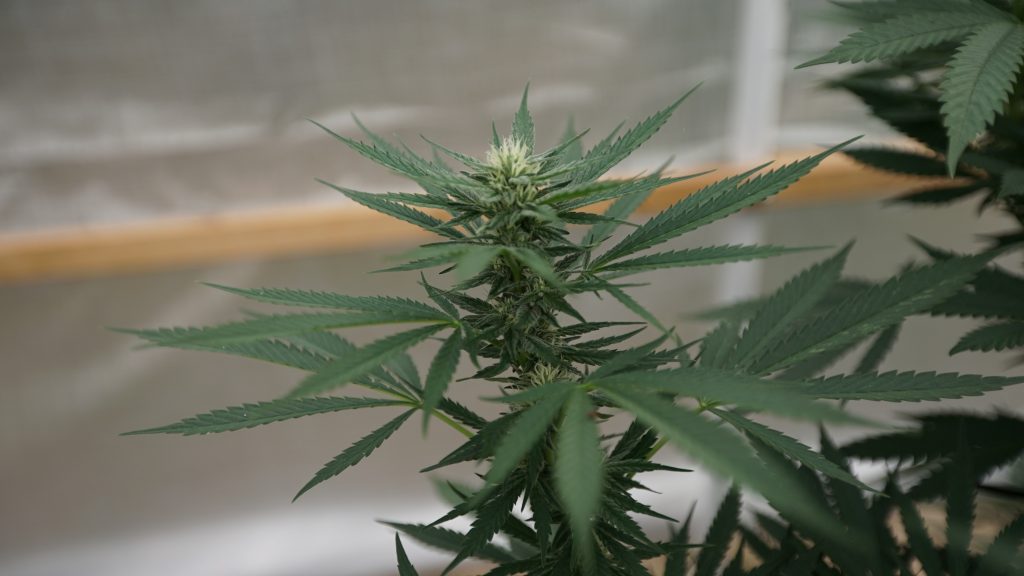 ganjavacations jamaica