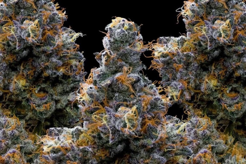 ganjavacations jamaica