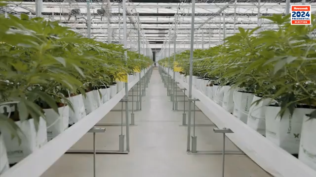 ganjavacations jamaica