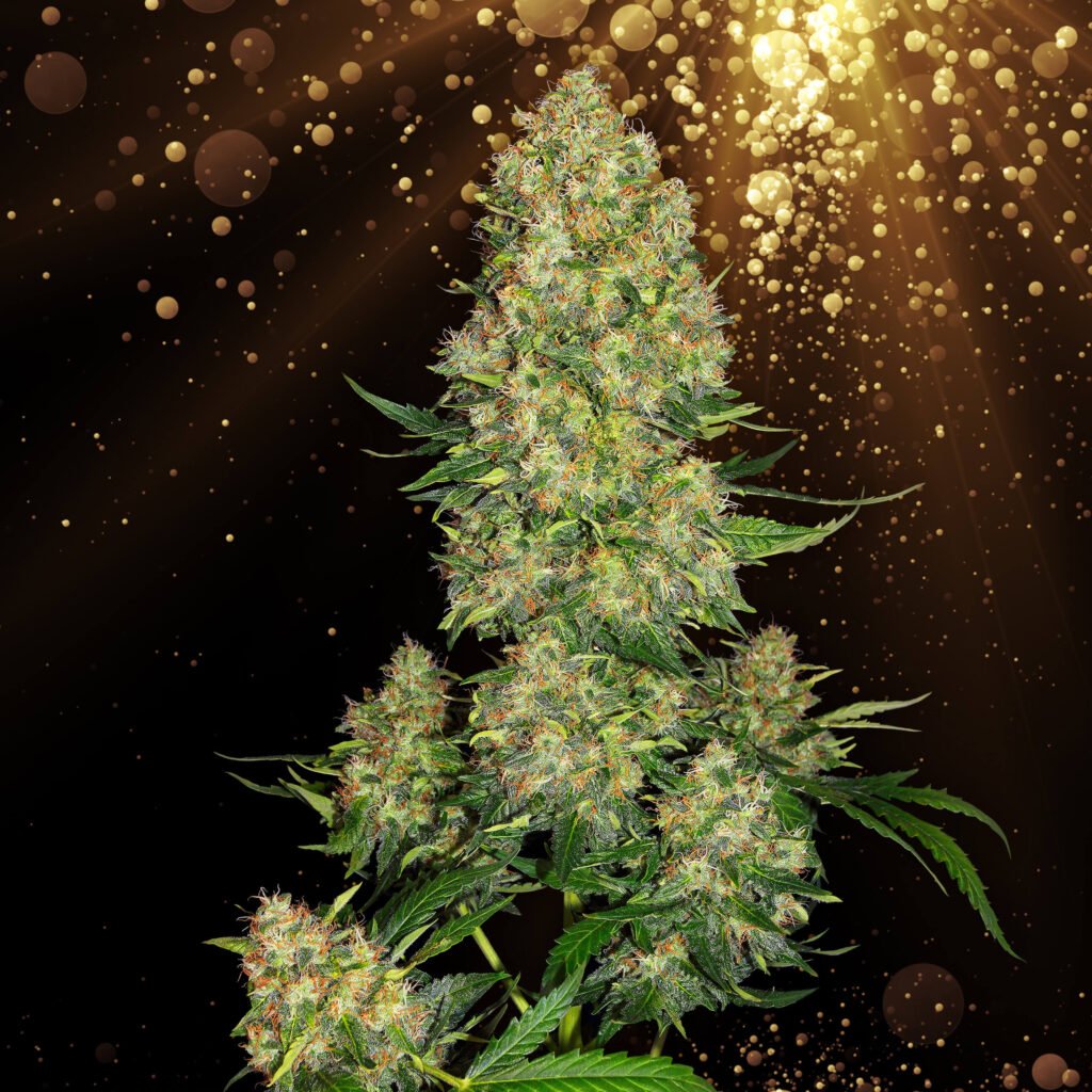 ganjavacations jamaica