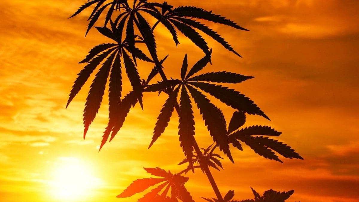 ganjavacations jamaica