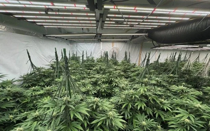 ganjavacations jamaica