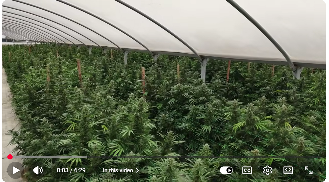 ganjavacations jamaica
