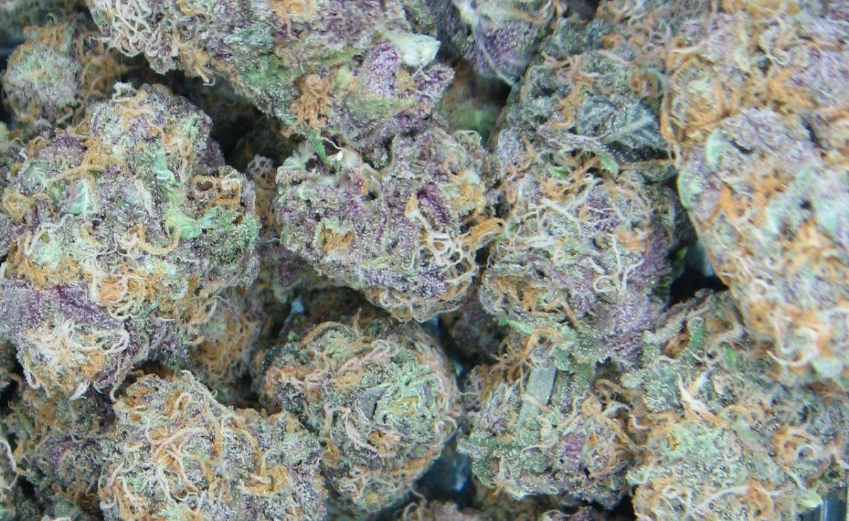ganjavacations jamaica