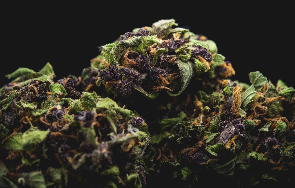ganjavacations jamaica