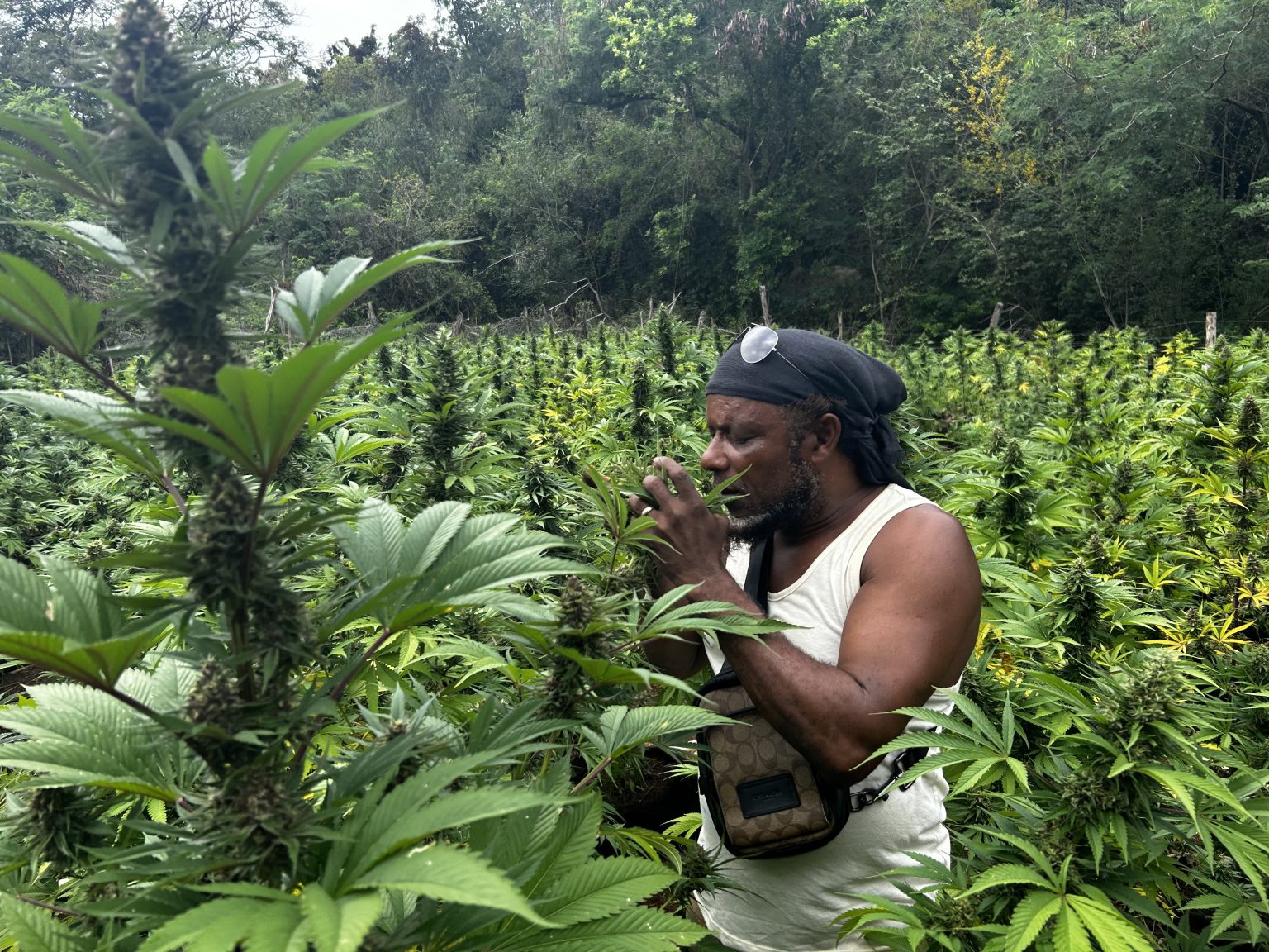 ganjavacations jamaica