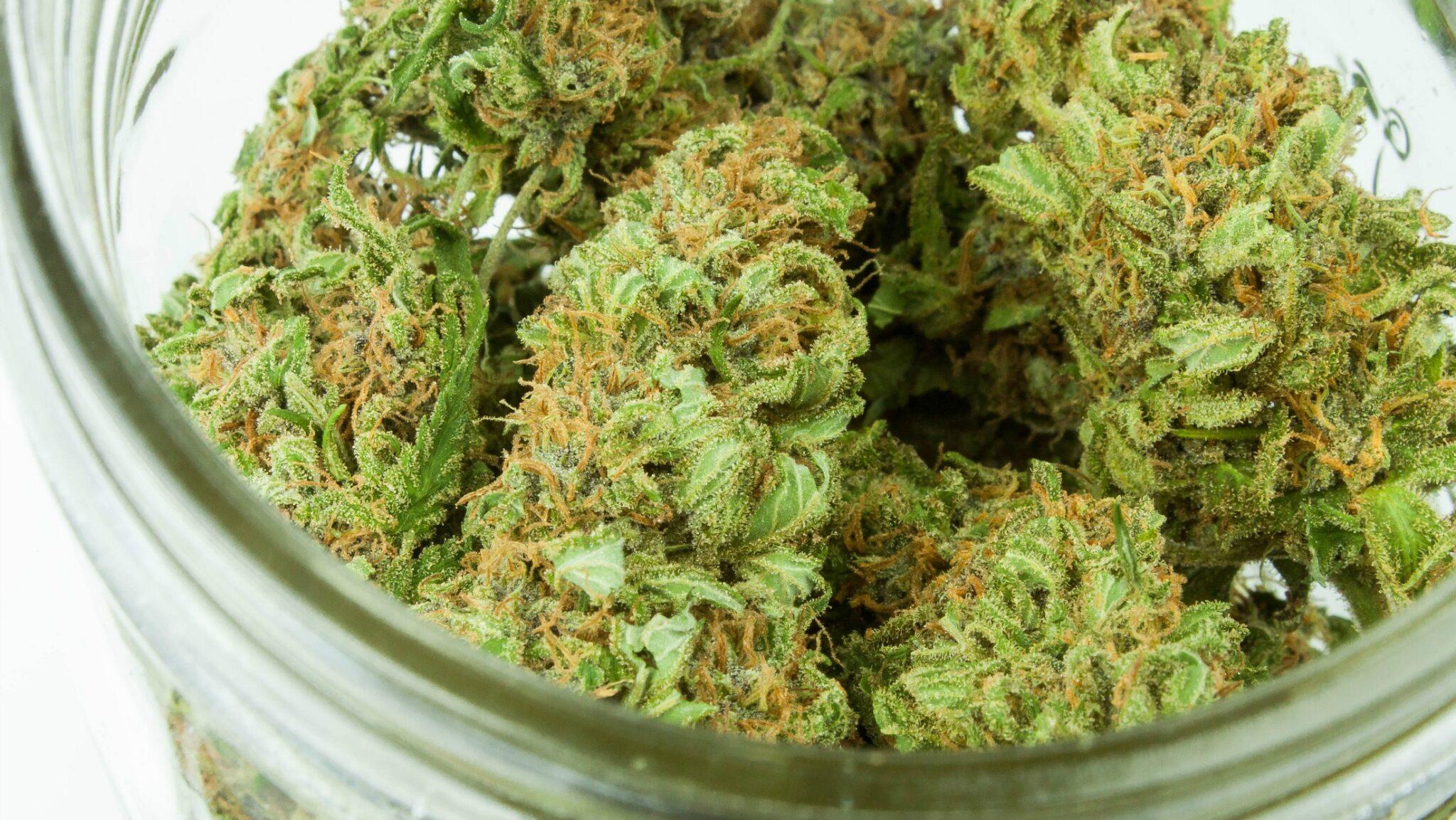 ganjavacations jamaica